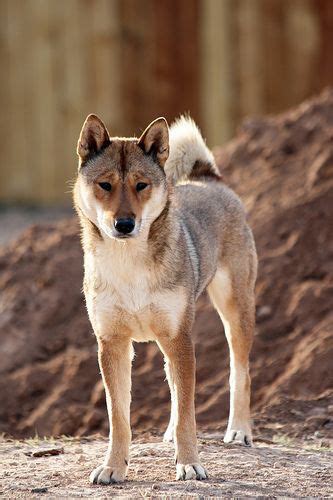 The Shikoku Dog Not For Everyone