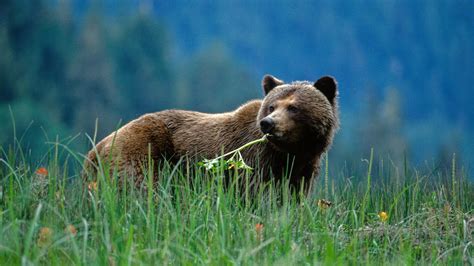 Great Bear Nature Tours See Grizzly Bears In The Great