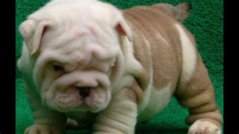 64 best fat puppies images on pinterest. fat bulldog puppies - YouTube