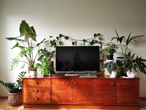 Tv Setup Plants Boston Living Room Rugs In Living Room Home Decor
