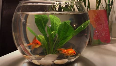 Can Goldfish Live In A Bowl Everything You Need To Know Here
