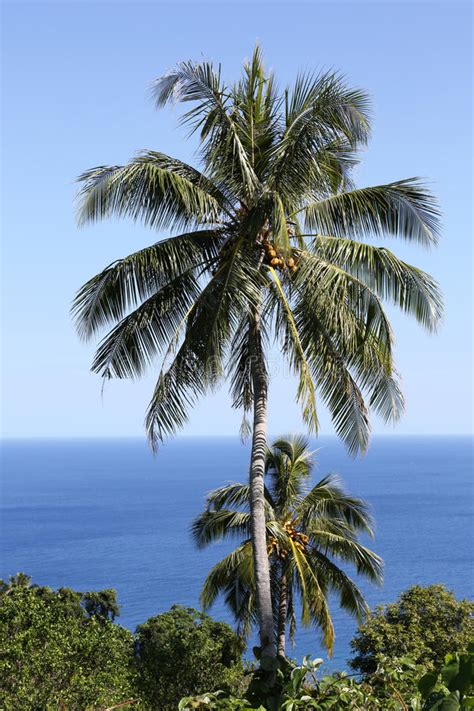 To start lifting the bottom clamp releases the wire and the. Kokosnusspalmen Auf Dschungel Setzen In Vanuatu Auf Den ...