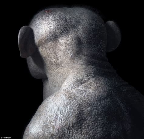 Fanatic Cook Animal Photos By Tim Flach