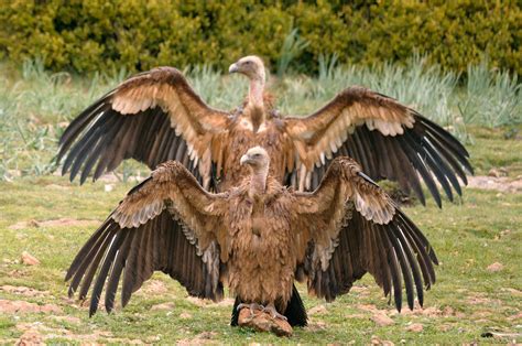 Simulating The Future Of The Griffon Vulture In Cyprus Life With Vultures
