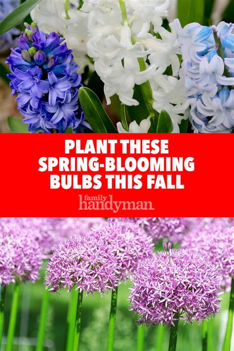 See more ideas about plants, flowers, bloom. Plant These Spring-Blooming Bulbs This Fall | Plants ...