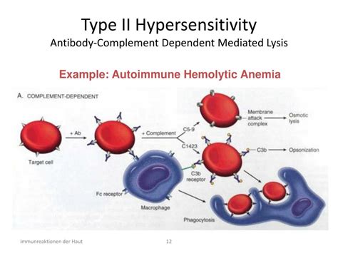 Ppt Antibody Mediated Cytotoxicity Type Iihypersensitivity 3