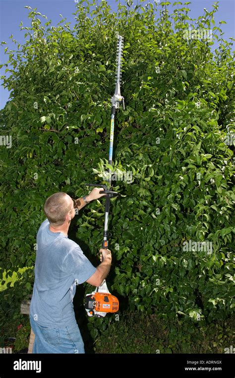 A Man Using A Long Reach Hedge Trimmer Stock Photo Royalty Free Image