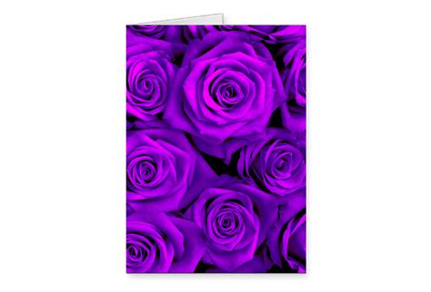 Purple Roses Greetings Card