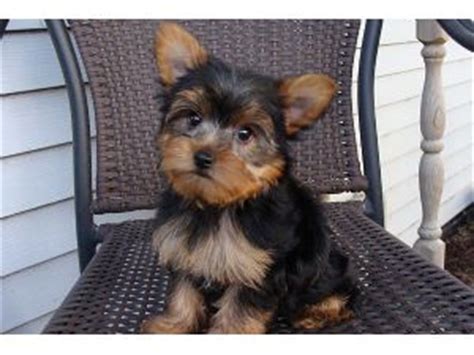 Join millions of people using oodle to find puppies for adoption, dog and puppy listings, and other pets adoption. Yorkshire Terrier Puppies in Iowa