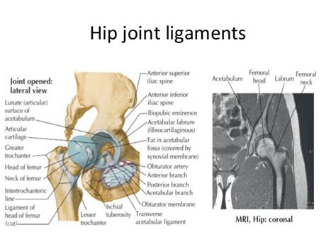 Magnetic resonance musculoskeletal models are helpful in understanding the reduction of the. Lower limb anatomy (hip and thigh)