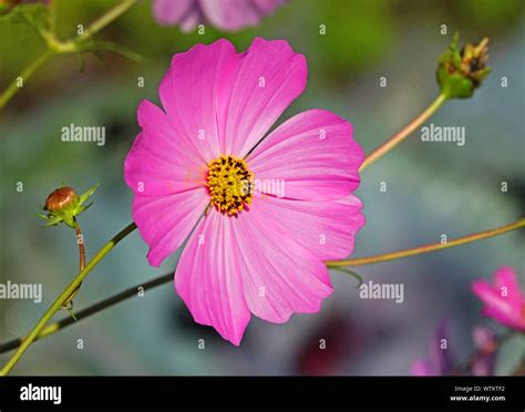 Blue Cosmos Isolated Flower Hi Res Stock Photography And Images Alamy