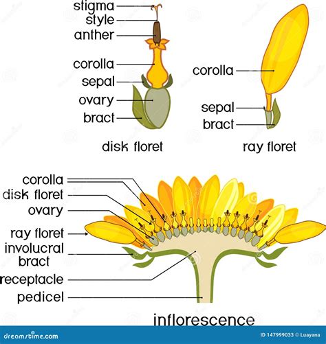 Structure Of Flower Of Sunflower In Cross Section Structure Of Ray