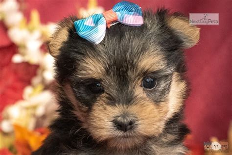 Jump to below are our newest added pups available for adoption in illinois. Tiara: Morkie / Yorktese puppy for sale near Phoenix ...