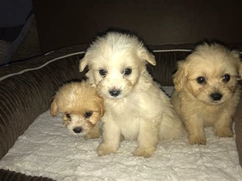 Pomapoo Puppies For Sale In Costessey Norfolk Gumtree