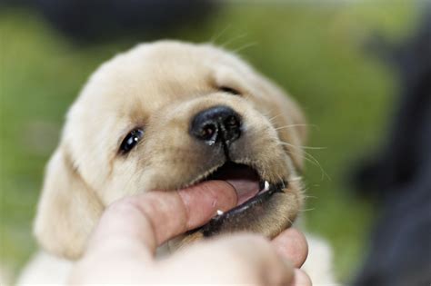 Pulling away too fast triggers your puppy's chase. Why Puppies Bite: Teaching Bite Inhibition