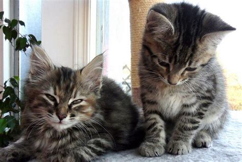 A Lesbian Couple Held A ‘kitten Hour At Their Wedding Instead Of A