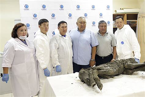 First Ever Preserved Grown Up Cave Bear Even Its Nose Is Intact