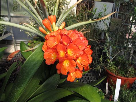 Bright Clivia Flowers Bring Cheer Over A Dreary Winter What Grows