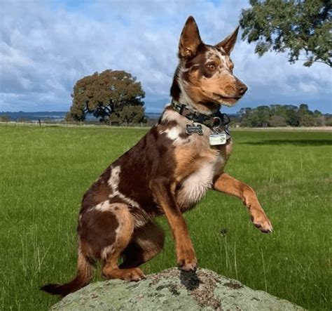The Longest Living Australian Dog Breeds 2023 Canine Profile