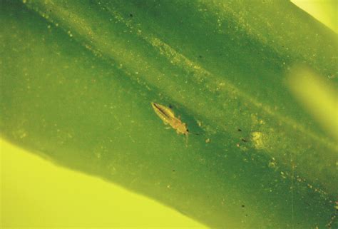 Citrus Thrips Biocontrol Damage And Life Cycle