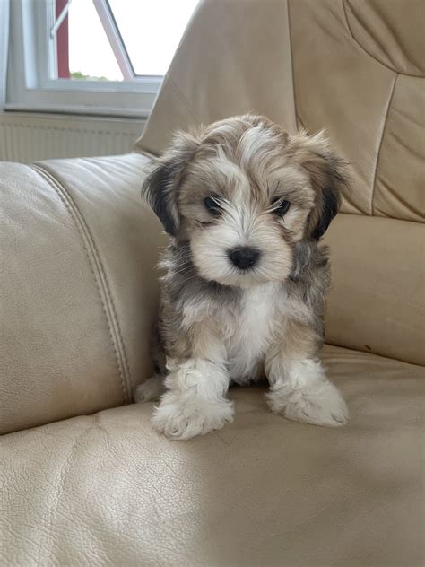 Are Havanese Dogs Child Friendly