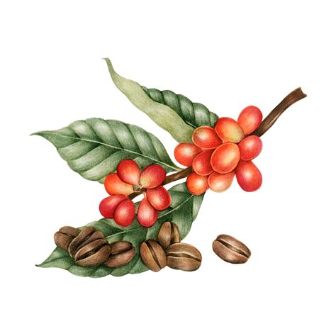 Illustration Of Coffee Beans Download Free Vector Art Stock Graphics
