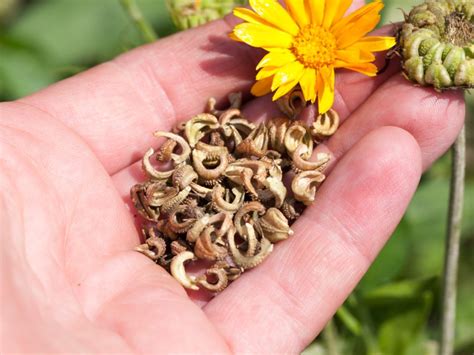 Propagation Of Calendula Seeds Learn How To Propagate Calendula Plants