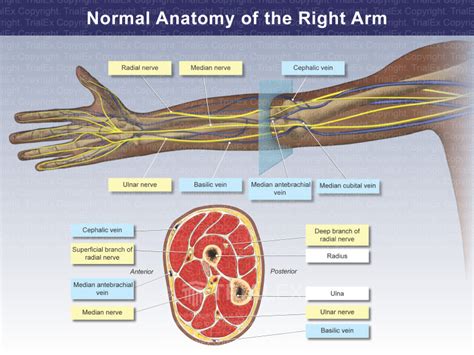 Ulnar Nerve Anatomy Cross Section