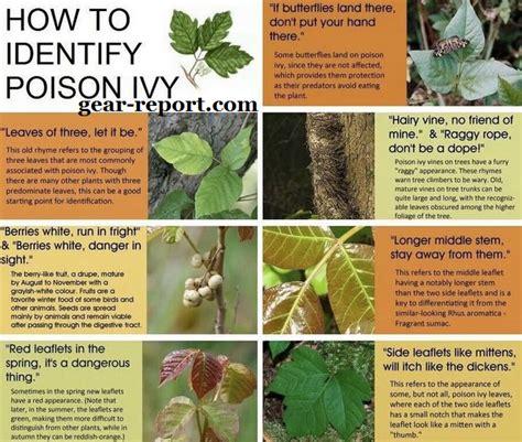 Is A Ivy Plant Poisonous To Cats