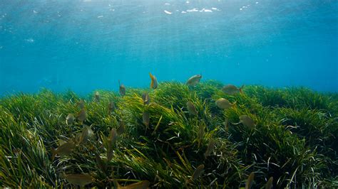 The Uks Lost Seagrass Meadows To Be Resurrected In Climate Fight