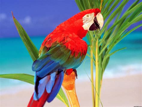 Beautiful Birds Wallpapers Beautiful Birds Wallpapers Hd Parrot