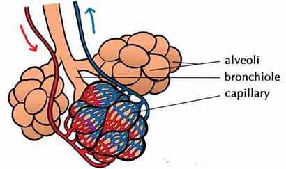 Alveoli Diagram Respiratory Circulatory Capillaries Air Alveolus
