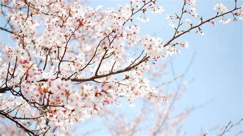 10 Best Cherry Blossom Desktop Backgrounds Full Hd 1080p