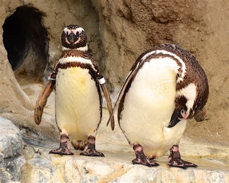 Baby Penguins Aquarium Of The Pacific The La Beat