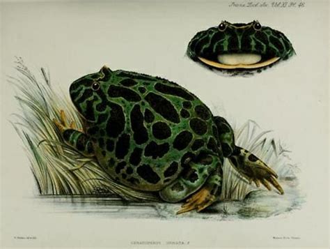 Vintage Public Domain Illustrations Of Frogs And Toads Free Vintage