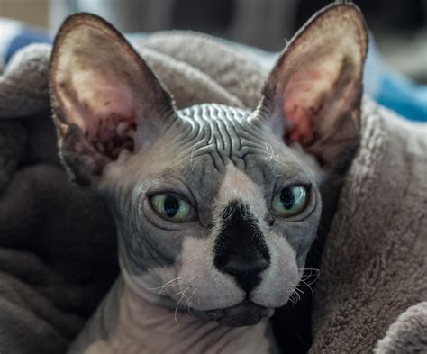 Donskoy Or Don Sphynx Cat Pictures And Information Cat