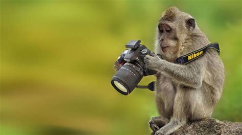 Wild Photographers 20 Curious Animals With Cameras Volganga