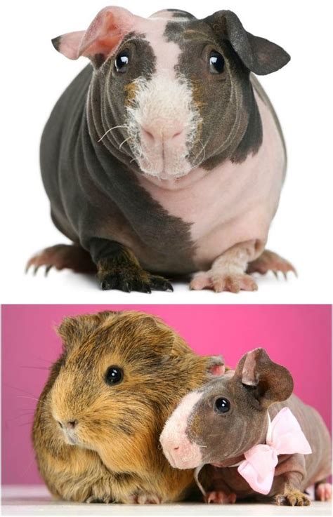 Hairless Guinea Pigs Are A New Pet Craze Guinea Pigs Hairless Guinea