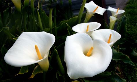 Calla Lilies A Photo On Flickriver