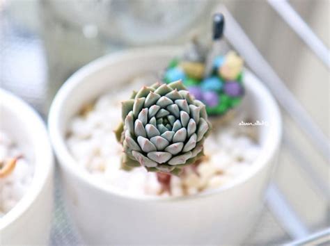 41 Lovely Indoor And Outdoor Succulent Plants Ideas Page 34 Of 43