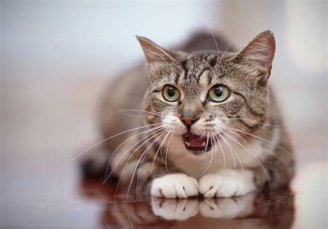 10 Sounds Cats Make And What They Mean Miss Cats