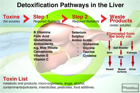 Detoxification Pathways Of The Liver Garma On Health