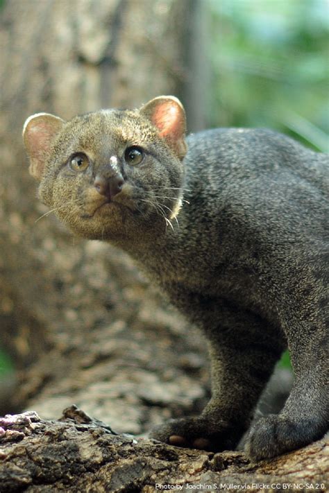 Jaguarundis Are Small Cats That Roam From Southern Texas All The Way