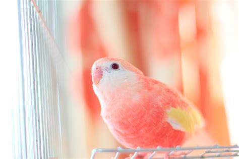 Pretty Bird Parakeet Colors Variation And Food Choice 2019 Parakeet
