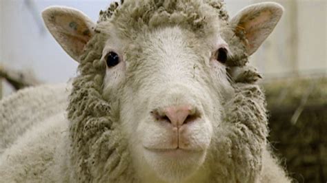 Ian Wilmut Scientist Who Cloned Dolly The Sheep Dies Aged 79 After