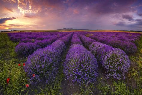 Lavender Field In Bulgaria By Krasi St M In 2020 Landscape