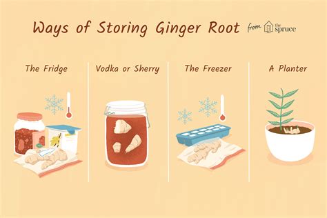 How To Store Ginger Root Properly Ginger Root Recipes Ginger Root Tea
