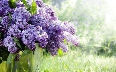 Purple Lilacs Flowers Hd Wallpaper Wallpaper Flare