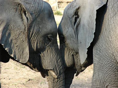 Elephants Love Stock Photos Download 1554 Royalty Free Photos