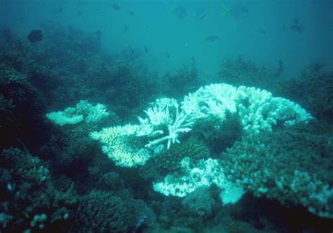 Marine Experts Declare Great Barrier Reef May Be Damaged Beyond Repair